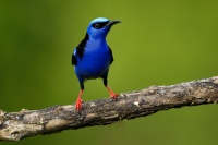 Kvetomil modry - Cyanerpes cyaneus - Red-legged Honeycreeper 9376